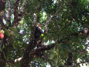 Tree Climbing