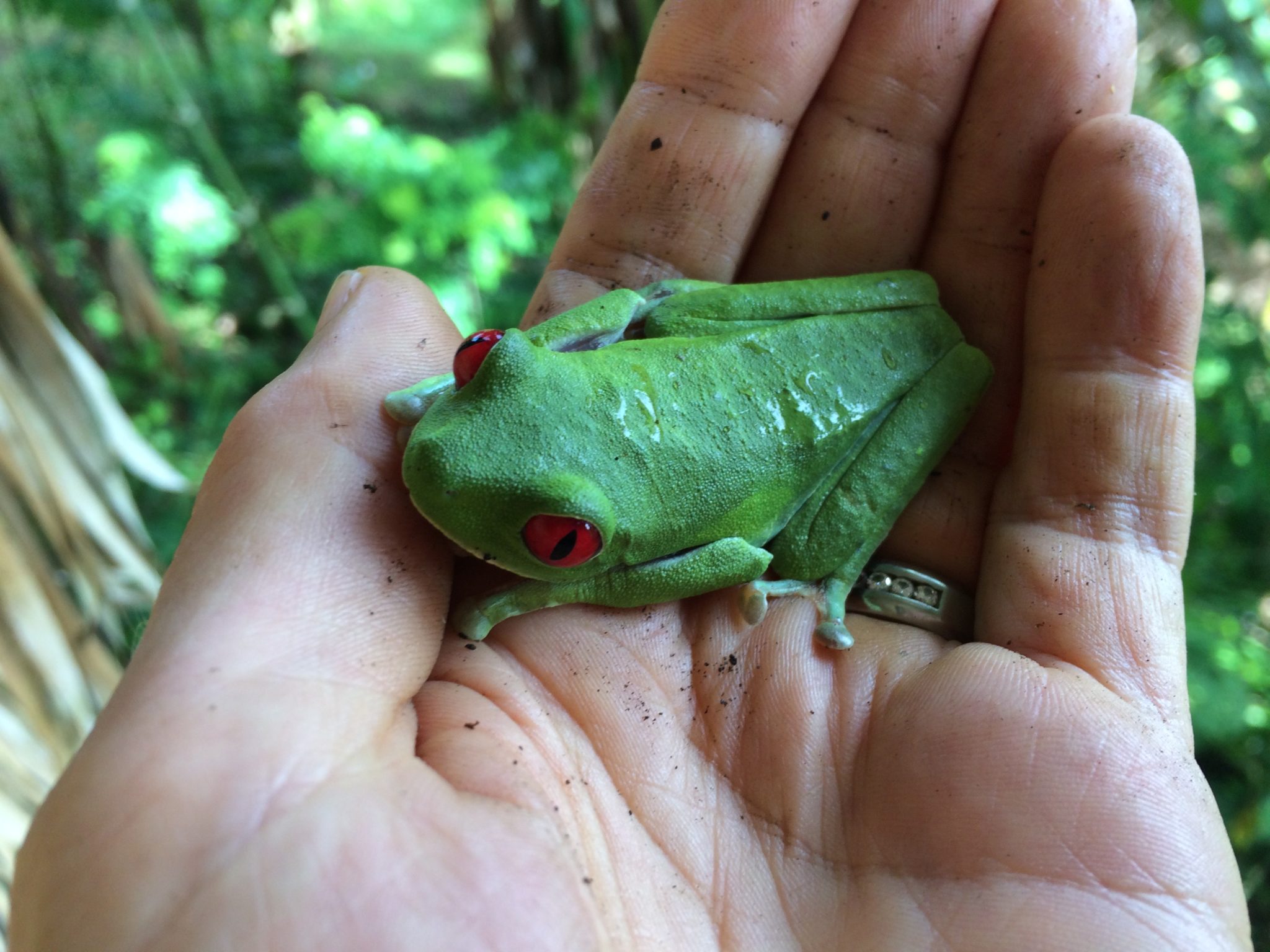 Costa Rica's iconic nocturnal tree frog. Kermit green with bright red eyes. Awakened from a nap. Sitting in my hand. Priceless. 